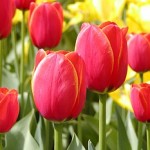 tulipan-3